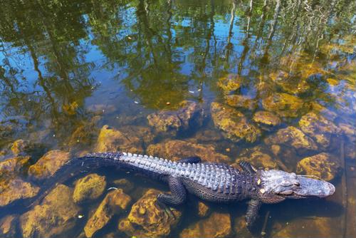 Acos Vs Cins: Comparing Alligators To Crocodiles